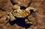 Toad On The Bottom Of The River Stock Photo