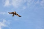 Saker Falcon (falco Cherrug) In Flight Stock Photo