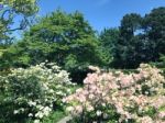 Rhododendron-flowers In The Park Stock Photo