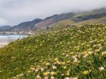 Wild Flowers On The Beach Stock Photo