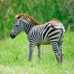 Common Zebra Stock Photo