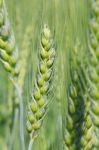 Wheat Grain Stock Photo