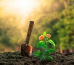 Flowers Plant And Gardening Tool Agaisnt Beautiful Sunlight In G Stock Photo