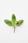 Holy Basil Fresh Leaves Stock Photo