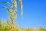 Paddy Rice Stock Photo