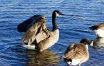 Beautiful Canada Geese On The Sunny Evening Stock Photo