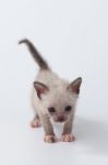 Cute Kitty Cat Looking On White Background Stock Photo