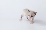 Cute Kitty Cat Walking On White Background Stock Photo