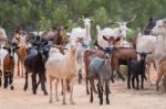 A Herd Of Goats Stock Photo