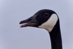 Picture With A Scared Canada Goose Screaming Stock Photo