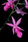 Calanthe Rosea Stock Photo