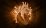 Human Heart Stock Photo