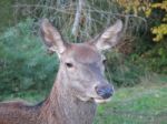 Deer Head Stock Photo