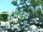 Rhododendron-flowers In The Park Stock Photo