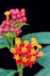 Asclepias Curassavica Flower Stock Photo