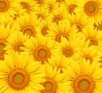 Sunflowers Background Stock Photo