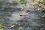 Eurasian Otter (lutra Lutra) Stock Photo