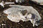 Sheep Skull Stock Photo