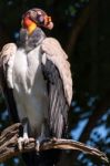 King Vulture (sarcoramphus Papa) Stock Photo