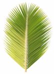 Coconut Tree Isolated On White Background Stock Photo