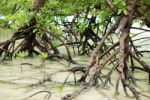 Mangroves Stock Photo