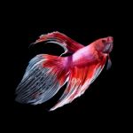 Betta Fish On Black Stock Photo