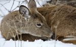 Beautiful Isolated Picture With A Wild Deer In The Snowy Forest Stock Photo