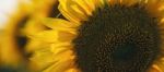 Sunflowers In A Field In The Afternoon Stock Photo