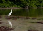 Heron Stock Photo