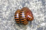 Millipedes Stock Photo