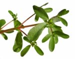 Purslane Stock Photo