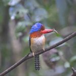 Male Banded Kingfisher Stock Photo