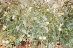 Ripe Fresh Tomatoes Growing On The Vine Stock Photo