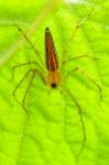 Male Lynx Spider Stock Photo