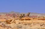 Deer In The Nevada Desert Stock Photo