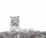 White Tiger Stock Photo