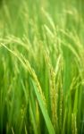 Rice Field Stock Photo