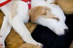 Domestic Dog Sleeping Stock Photo