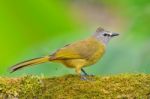 Flavescent Bulbul Bird Stock Photo