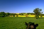 Oilseed Rape Stock Photo