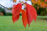 Bird Cherry (prunus Padus) Tree Leaves In Autumn In East Grinste Stock Photo