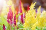 Celosia Argentea Flower Stock Photo