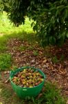 Mangosteen Fruit Stock Photo