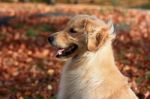 Golden Retriever Stock Photo