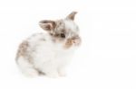 Bunny Stock Photo