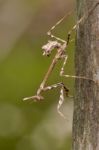 Empusa Pennata Insect Stock Photo