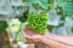 Young Green Grapes Stock Photo