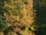 Autumn Tree Foliage Texture Stock Photo