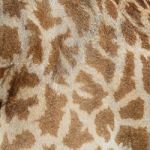 Giraffe Skin Stock Photo