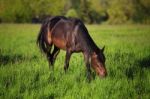 Horses In The Alps Stock Photo